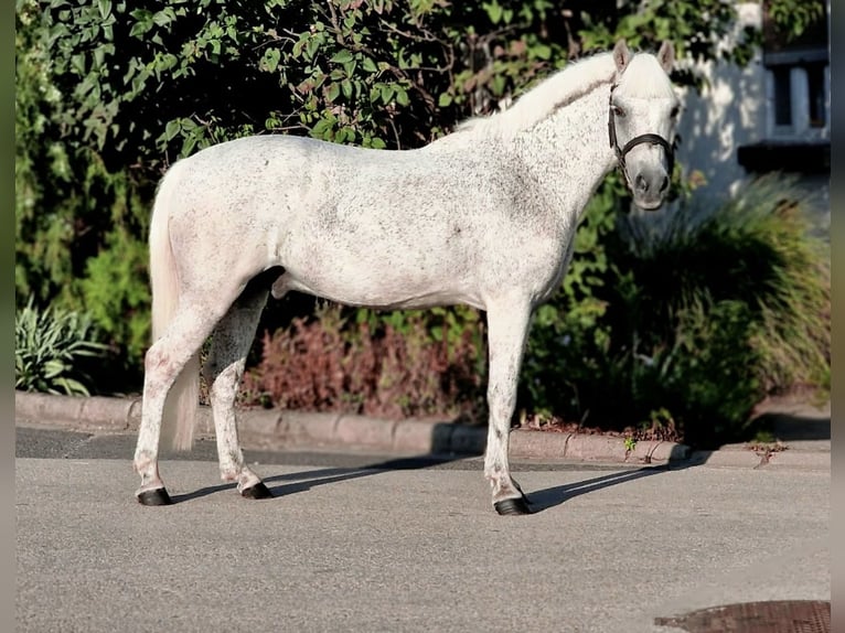 Weitere Ponys/Kleinpferde Wallach 15 Jahre 128 cm Fliegenschimmel in Lichtenfels