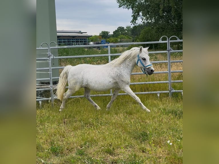 Weitere Ponys/Kleinpferde Wallach 15 Jahre 128 cm Fliegenschimmel in Lichtenfels