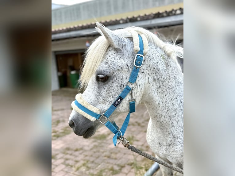 Weitere Ponys/Kleinpferde Wallach 15 Jahre 128 cm Fliegenschimmel in Lichtenfels