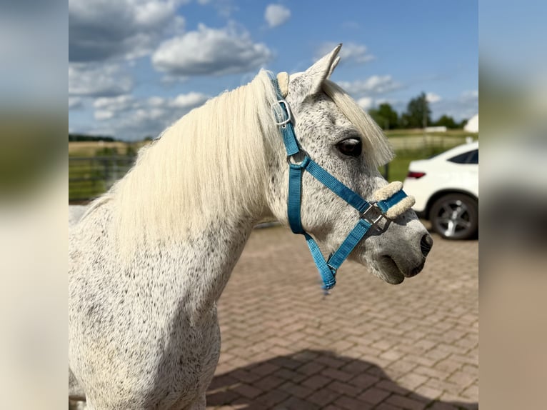 Weitere Ponys/Kleinpferde Wallach 15 Jahre 128 cm Fliegenschimmel in Lichtenfels