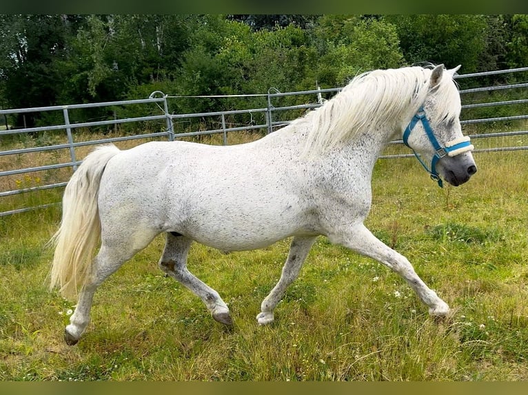 Weitere Ponys/Kleinpferde Wallach 15 Jahre 128 cm Fliegenschimmel in Lichtenfels