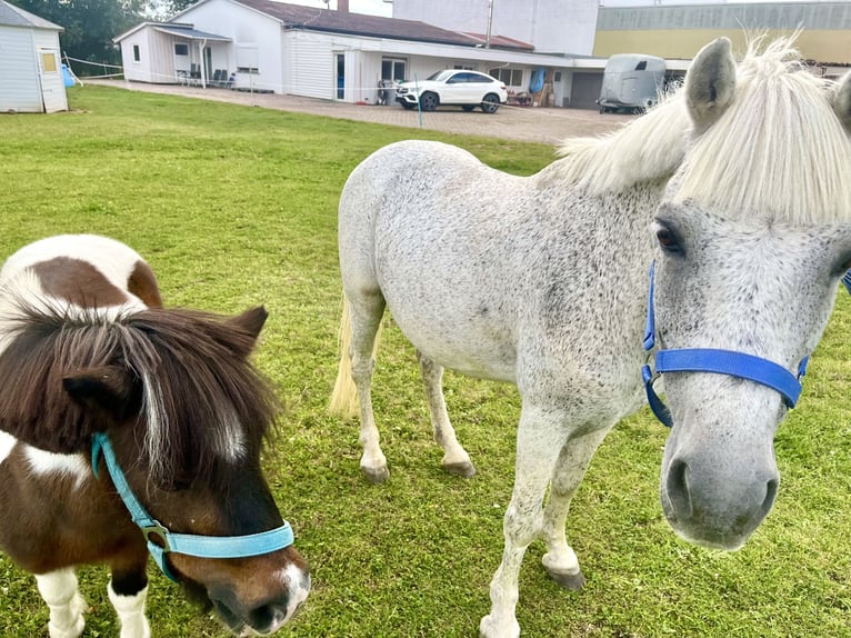 Weitere Ponys/Kleinpferde Wallach 15 Jahre 128 cm Fliegenschimmel in Lichtenfels