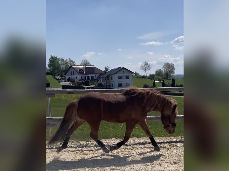 Weitere Ponys/Kleinpferde Wallach 15 Jahre 140 cm Fuchs in Edelhof