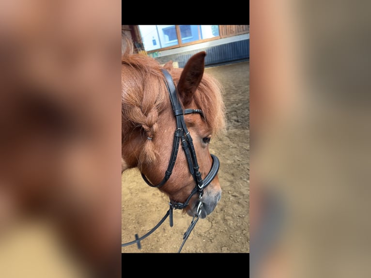 Weitere Ponys/Kleinpferde Wallach 15 Jahre 140 cm Fuchs in Edelhof