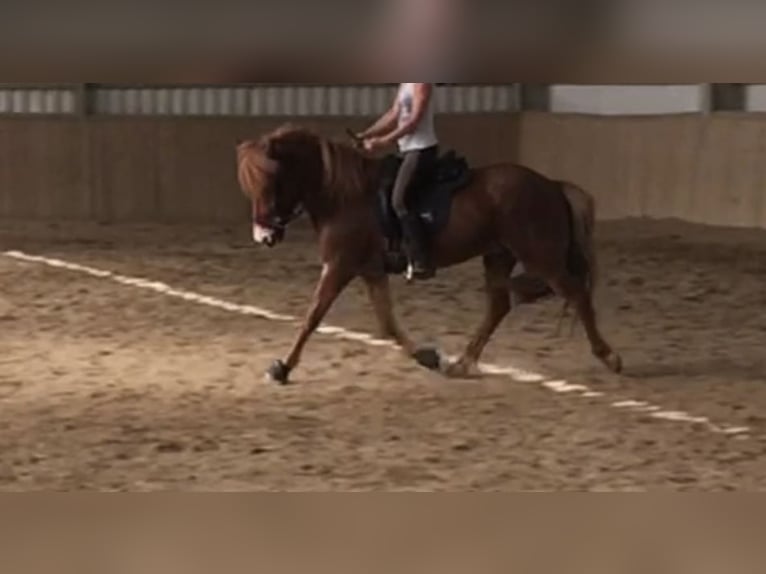 Weitere Ponys/Kleinpferde Wallach 15 Jahre 140 cm Fuchs in Edelhof