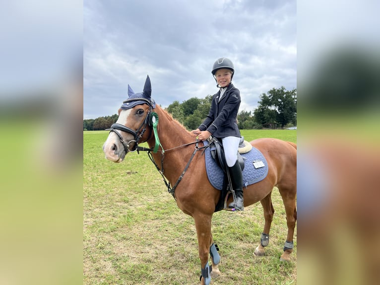 Weitere Ponys/Kleinpferde Wallach 15 Jahre 140 cm Fuchs in Walldorf