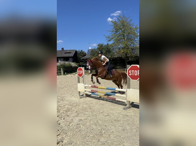 Weitere Ponys/Kleinpferde Wallach 15 Jahre 140 cm Fuchs in Walldorf