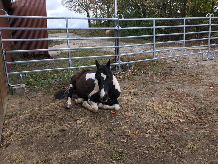Weitere Ponys/Kleinpferde Mix Wallach 15 Jahre 143 cm Schecke in Ingelfingen