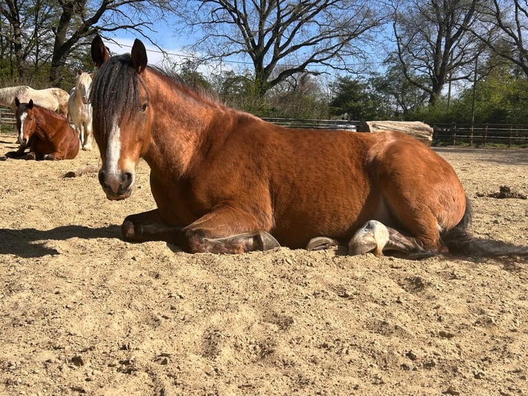 Weitere Ponys/Kleinpferde Wallach 15 Jahre 148 cm Brauner in Recklinghausen