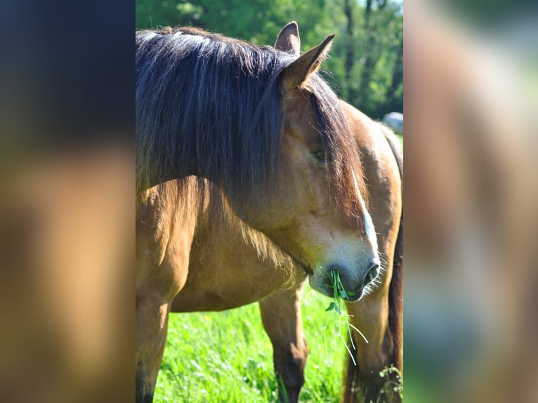 Weitere Ponys/Kleinpferde Wallach 15 Jahre 148 cm Brauner in Recklinghausen
