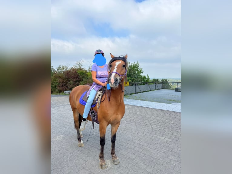 Weitere Ponys/Kleinpferde Wallach 15 Jahre 148 cm Brauner in Recklinghausen