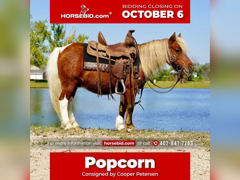 Weitere Ponys/Kleinpferde Wallach 15 Jahre 81 cm Schecke in Corsica