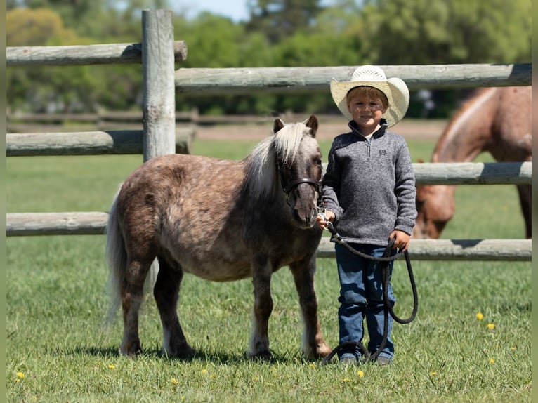 Weitere Ponys/Kleinpferde Wallach 15 Jahre 91 cm in Nevis, MN