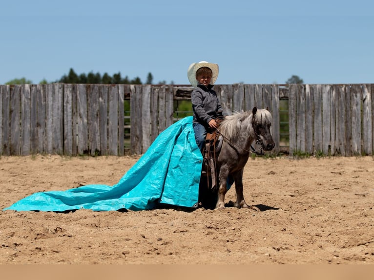 Weitere Ponys/Kleinpferde Wallach 15 Jahre 91 cm in Nevis, MN