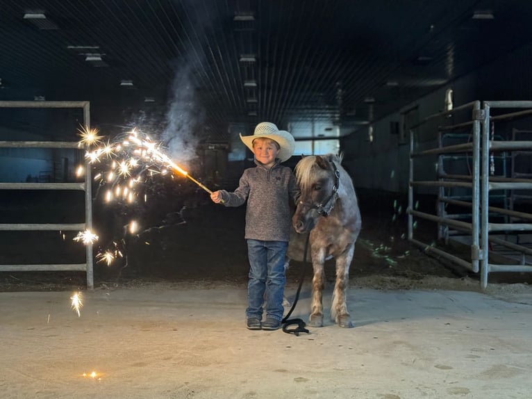 Weitere Ponys/Kleinpferde Wallach 15 Jahre 91 cm in Nevis, MN