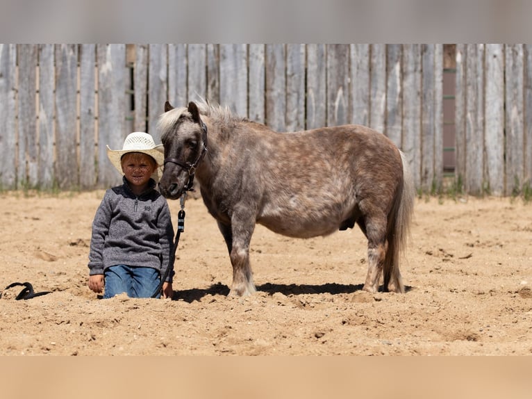 Weitere Ponys/Kleinpferde Wallach 15 Jahre 91 cm in Nevis, MN