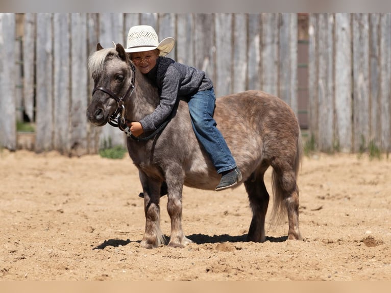 Weitere Ponys/Kleinpferde Wallach 15 Jahre 91 cm in Nevis, MN