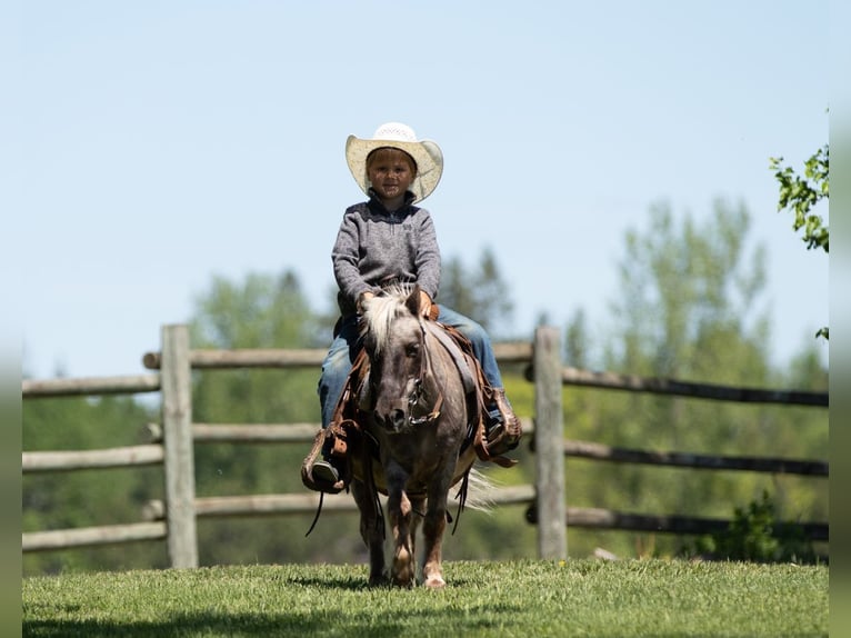 Weitere Ponys/Kleinpferde Wallach 15 Jahre 91 cm in Nevis, MN
