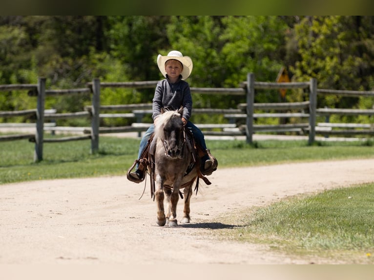 Weitere Ponys/Kleinpferde Wallach 15 Jahre 91 cm in Nevis, MN