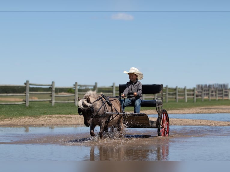 Weitere Ponys/Kleinpferde Wallach 15 Jahre 91 cm in Nevis, MN