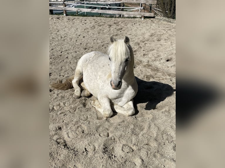 Weitere Ponys/Kleinpferde Wallach 16 Jahre 118 cm Schimmel in Wittibreut
