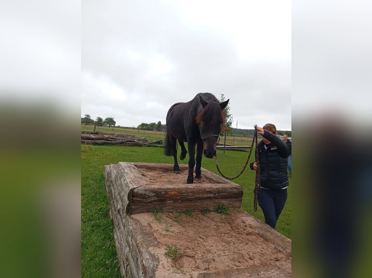 Weitere Ponys/Kleinpferde Mix Wallach 16 Jahre 125 cm Rappe in Weigenheim