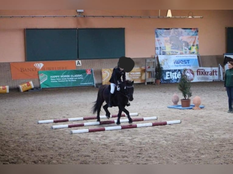 Weitere Ponys/Kleinpferde Mix Wallach 16 Jahre 125 cm Rappe in Weigenheim