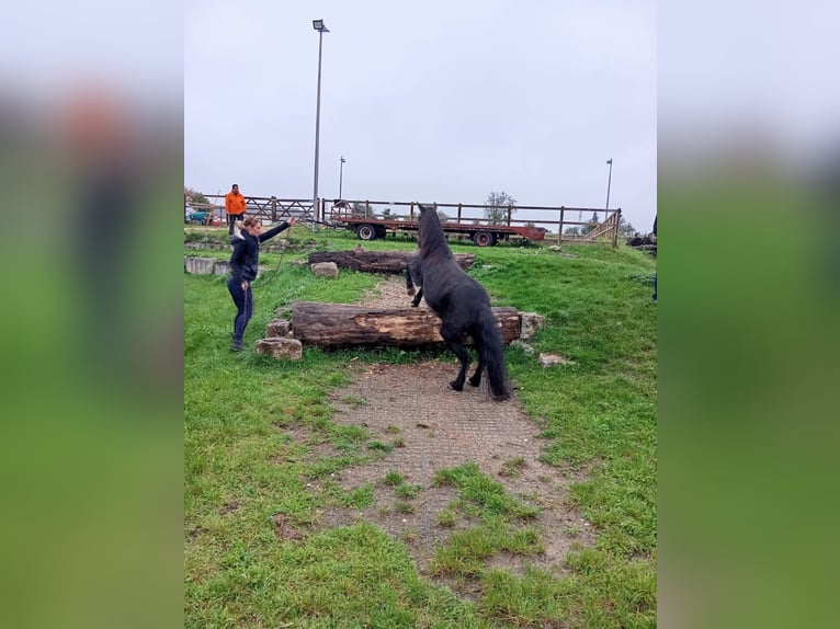 Weitere Ponys/Kleinpferde Mix Wallach 16 Jahre 125 cm Rappe in Weigenheim