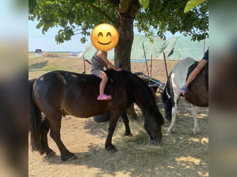 Weitere Ponys/Kleinpferde Mix Wallach 16 Jahre 125 cm Rappe in Weigenheim