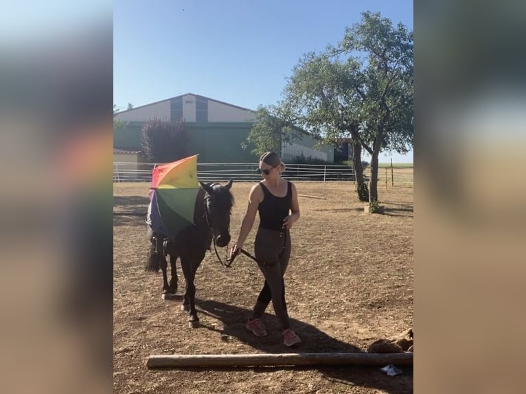 Weitere Ponys/Kleinpferde Mix Wallach 16 Jahre 125 cm Rappe in Weigenheim