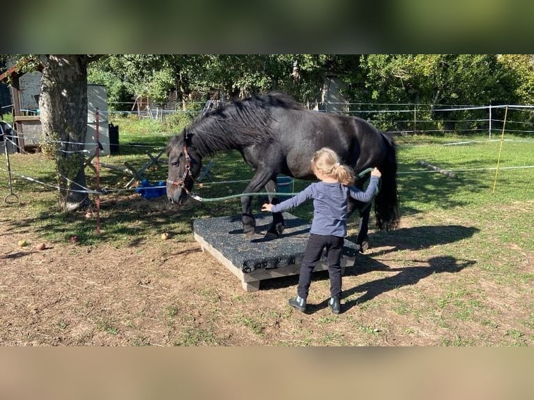 Weitere Ponys/Kleinpferde Mix Wallach 16 Jahre 125 cm Rappe in Weigenheim