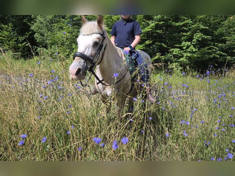 Weitere Ponys/Kleinpferde Wallach 16 Jahre 134 cm Palomino in Fernwald