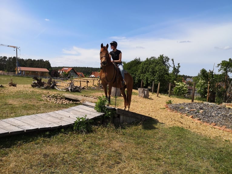 Weitere Ponys/Kleinpferde Mix Wallach 16 Jahre 148 cm Fuchs in Freystadt