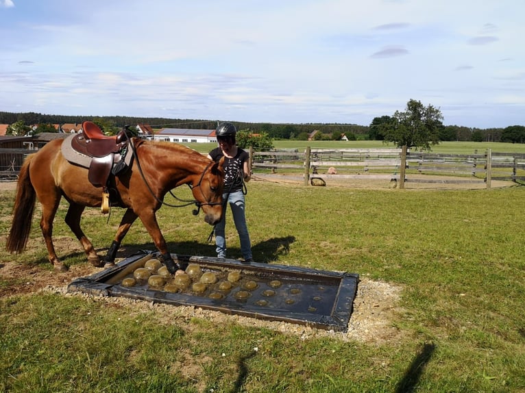 Weitere Ponys/Kleinpferde Mix Wallach 16 Jahre 148 cm Fuchs in Freystadt