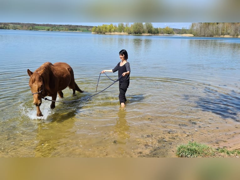 Weitere Ponys/Kleinpferde Mix Wallach 16 Jahre 148 cm Fuchs in Freystadt