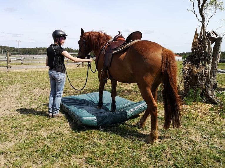 Weitere Ponys/Kleinpferde Mix Wallach 16 Jahre 148 cm Fuchs in Freystadt