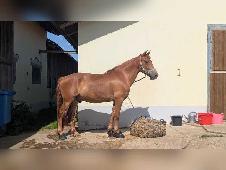 Weitere Ponys/Kleinpferde Mix Wallach 16 Jahre 148 cm Fuchs in Freystadt
