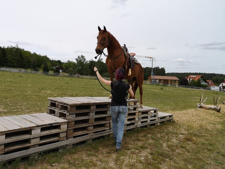 Weitere Ponys/Kleinpferde Mix Wallach 16 Jahre 148 cm Fuchs in Freystadt