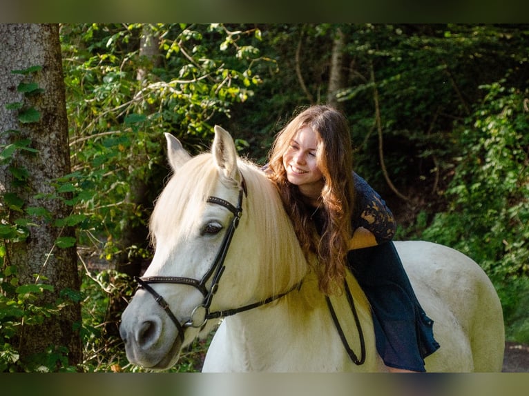 Weitere Ponys/Kleinpferde Mix Wallach 16 Jahre 148 cm Schimmel in Haimburg