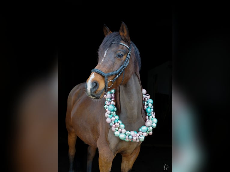 Weitere Ponys/Kleinpferde Mix Wallach 16 Jahre 150 cm Brauner in Mügeln