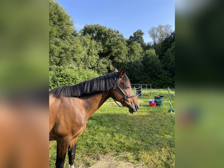 Weitere Ponys/Kleinpferde Mix Wallach 16 Jahre 150 cm Brauner in Mügeln