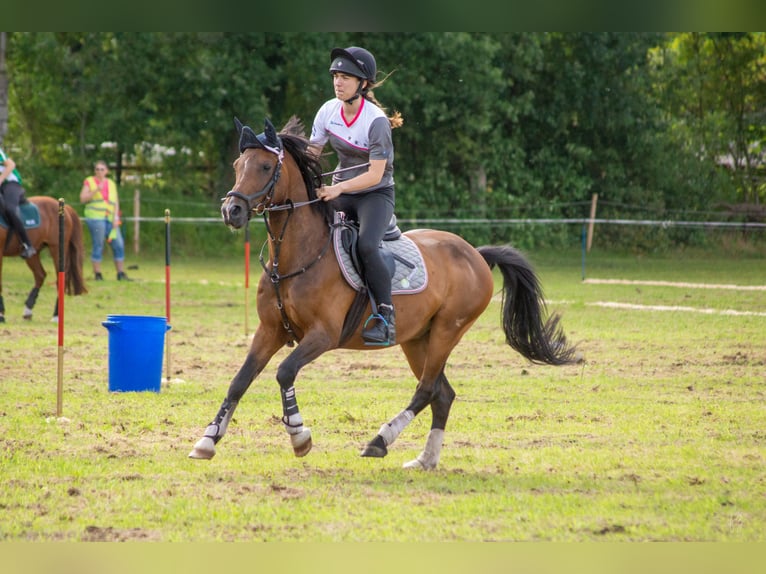 Weitere Ponys/Kleinpferde Mix Wallach 16 Jahre 150 cm Brauner in Mügeln