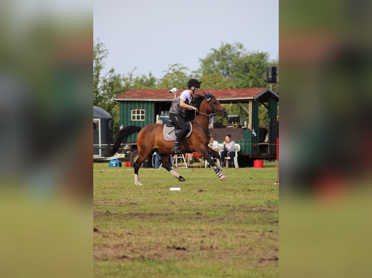 Weitere Ponys/Kleinpferde Mix Wallach 16 Jahre 150 cm Brauner in Mügeln