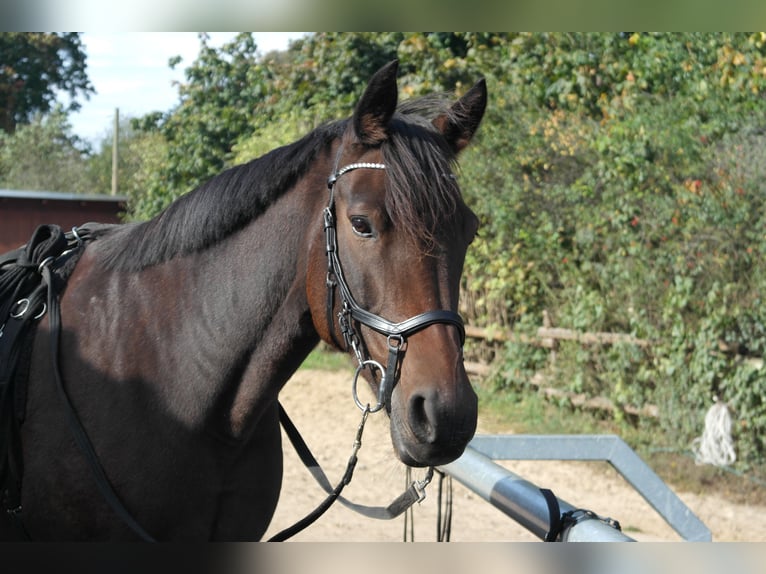 Weitere Ponys/Kleinpferde Mix Wallach 16 Jahre 153 cm Brauner in Dresden