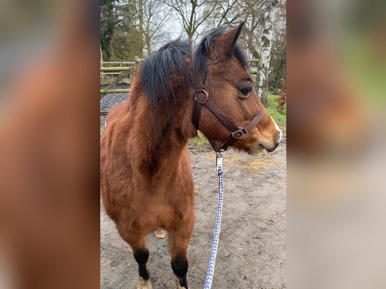 Weitere Ponys/Kleinpferde Wallach 16 Jahre Brauner in Staufenberg