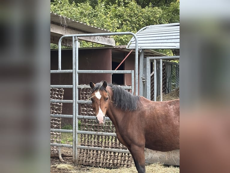 Weitere Ponys/Kleinpferde Wallach 16 Jahre Brauner in Staufenberg