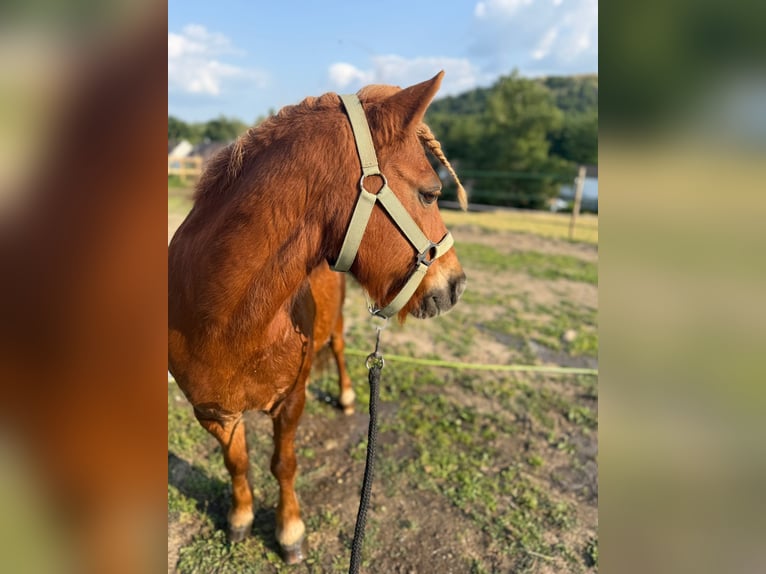 Weitere Ponys/Kleinpferde Wallach 16 Jahre in Alsdorf