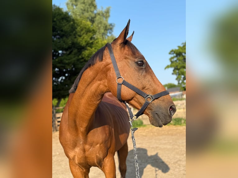 Weitere Ponys/Kleinpferde Wallach 16 Jahre in Alsdorf
