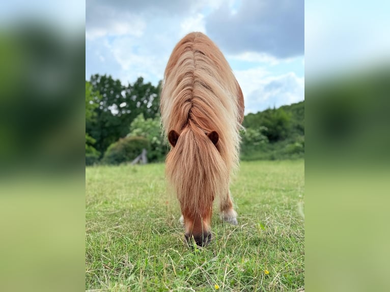 Weitere Ponys/Kleinpferde Wallach 16 Jahre in Alsdorf