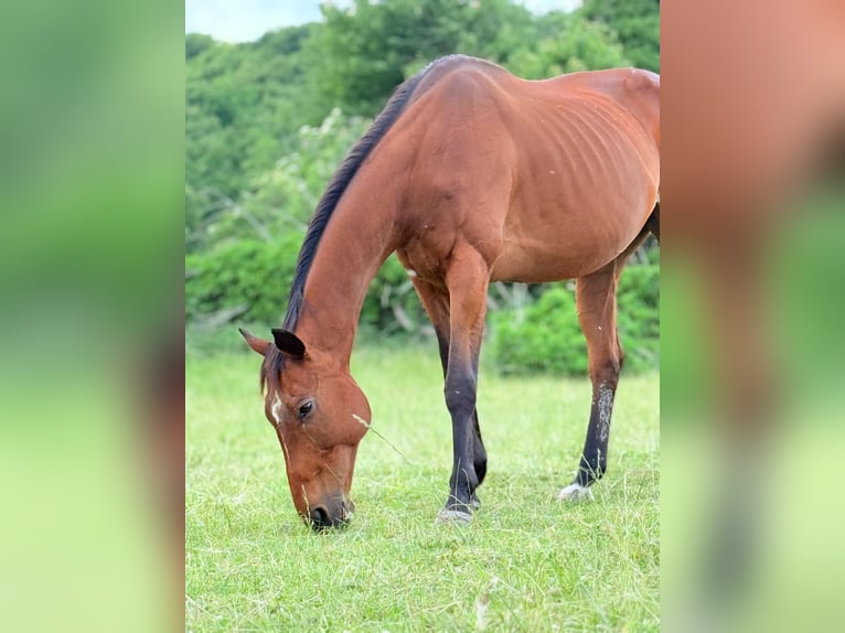 Weitere Ponys/Kleinpferde Wallach 16 Jahre in Alsdorf